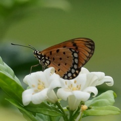 Acraea terpsicore