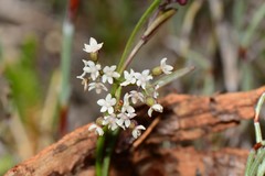 Platysace heterophylla heterophylla