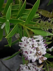Veronica albicans