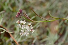 Platysace heterophylla heterophylla