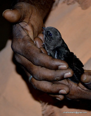Apus affinis