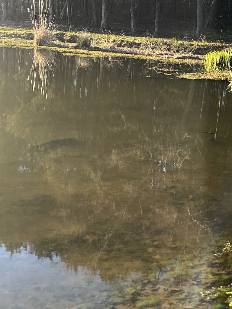 Largemouth Bass from Lake L U, Livingston, AL, US on February 08, 2022