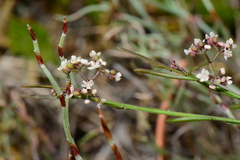Platysace heterophylla heterophylla