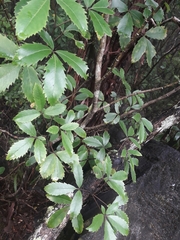 Pseudopanax macintyrei