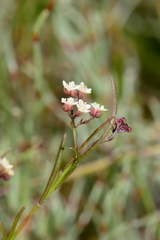 Platysace heterophylla heterophylla