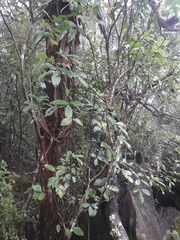 Pseudopanax macintyrei