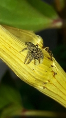 Sumampattus quinqueradiatus