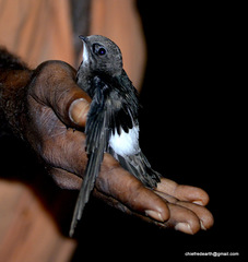 Apus affinis