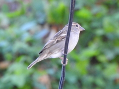 Passer domesticus