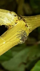 Sumampattus quinqueradiatus