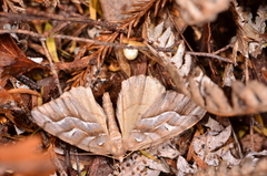 Chalastra aristarcha