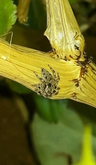 Sumampattus quinqueradiatus