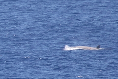 Hyperoodon planifrons