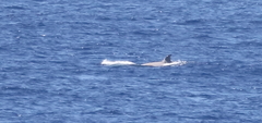 Hyperoodon planifrons