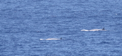 Hyperoodon planifrons