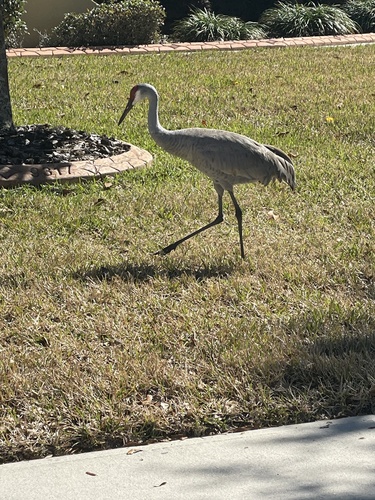 Gruidae image
