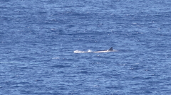 Hyperoodon planifrons