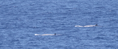 Hyperoodon planifrons