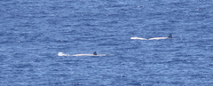 Hyperoodon planifrons