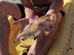 Epinephelus morio
