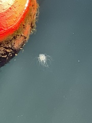 Spirocodon saltatrix