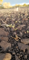 Leptosiphon septentrionalis