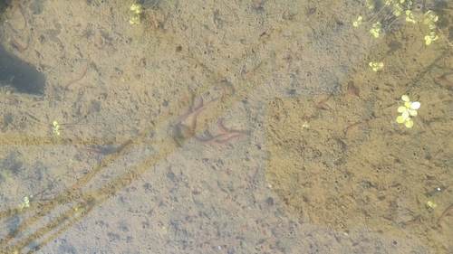 Tubifex tubifex