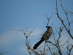 Phainopepla nitens