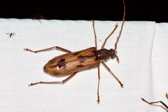 Phoracantha acanthocera
