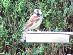 Passer domesticus