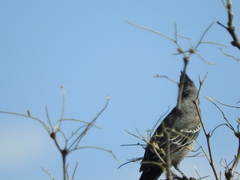 Phainopepla nitens