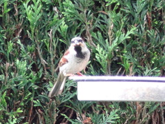 Passer domesticus