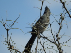 Phainopepla nitens