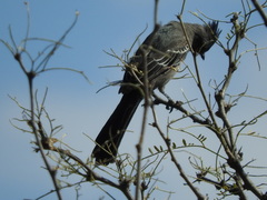Phainopepla nitens