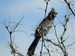 Phainopepla nitens