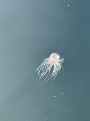 Spirocodon saltatrix