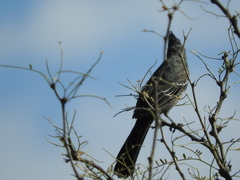 Phainopepla nitens