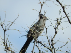 Phainopepla nitens