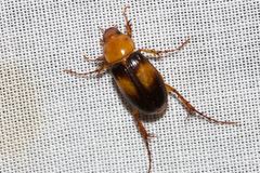 Phyllotocus bimaculatus