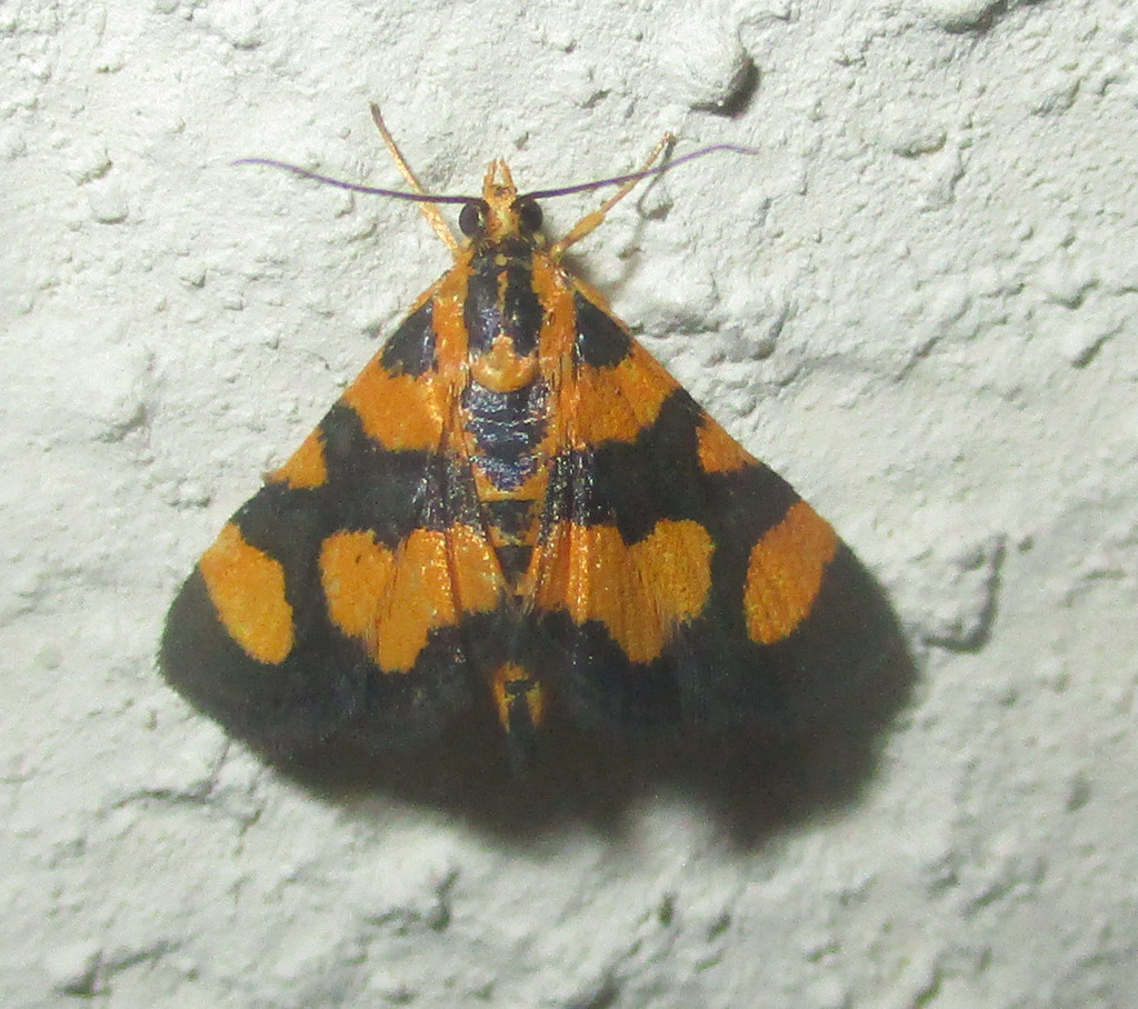 Pyrausta tetraplagalis