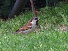 Passer domesticus