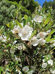 Eucryphia