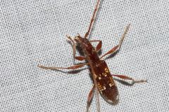 Coptocercus biguttatus