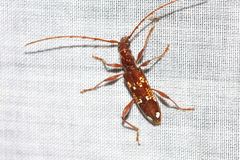 Coptocercus biguttatus