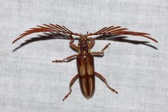 Piesarthrius marginellus