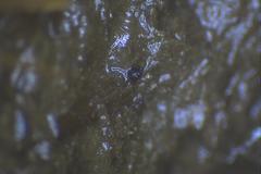 Podospora anserina