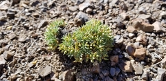 Cusickiella douglasii
