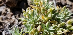 Cusickiella douglasii