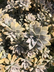 Graptopetalum