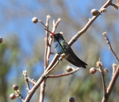 Cynanthus latirostris